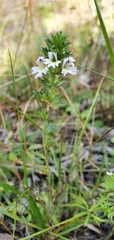 Euphrasia stricta