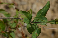 Lonicera periclymenum