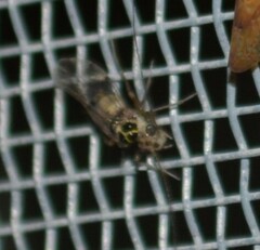 Psocidae