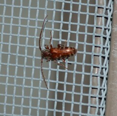 Eupogonius tomentosus