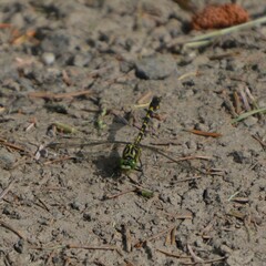 Onychogomphus forcipatus