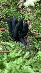 Xylaria polymorpha