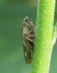 Philaenus spumarius