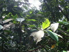 Ficus benguetensis