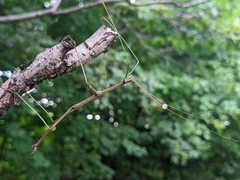 Diapheromera femorata