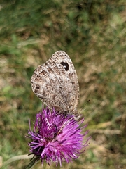 Satyrus actaea