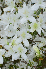 Rhododendron mucronatum