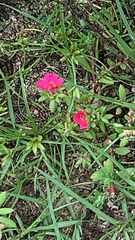 Portulaca amilis