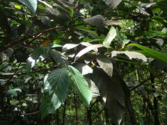 Ficus benguetensis