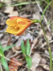 Zephyranthes tubispatha
