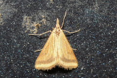 Microtheoris ophionalis