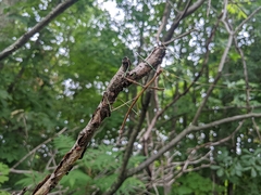 Diapheromera femorata