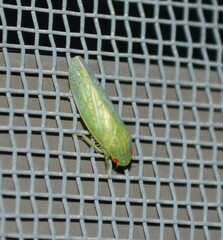 Gyponana
