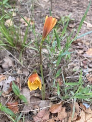 Zephyranthes tubispatha