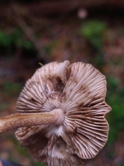 Lactarius rufus
