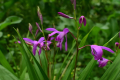 Bletilla striata