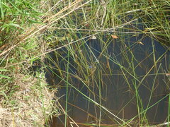 Rhyothemis triangularis