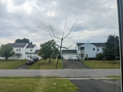 Diapheromera femorata