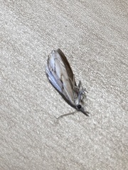 Agriphila geniculea