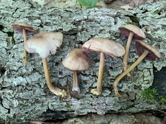 Mycena rutilantiformis
