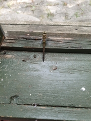 Aeshna mixta
