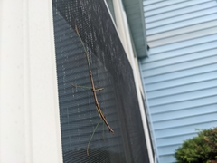 Diapheromera femorata