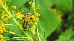 Chauliognathus pensylvanicus