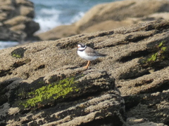 Charadrius hiaticula