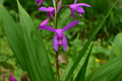 Bletilla striata
