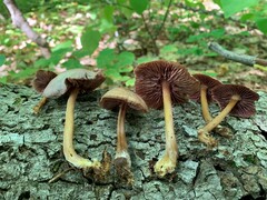 Mycena rutilantiformis
