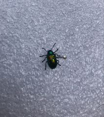 Chrysochus auratus