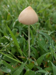 Conocybe apala
