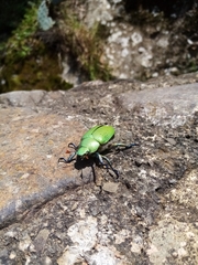 Chrysina