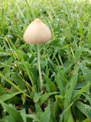 Conocybe apala