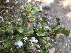 Heteroecus dasydactyli