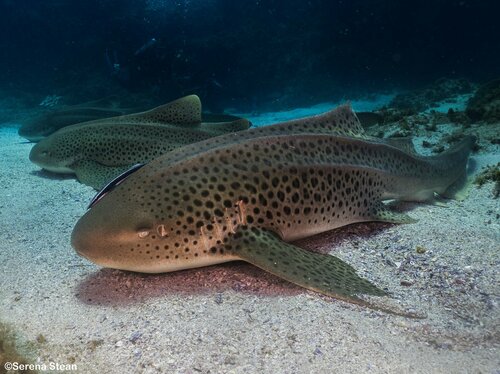 Leopard shark