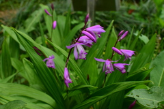 Bletilla striata