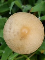 Conocybe apala