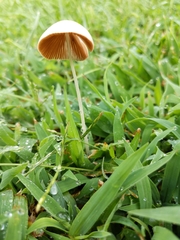 Conocybe apala