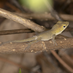 Anolis carolinensis