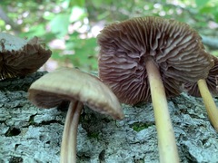 Mycena rutilantiformis