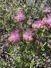 Isopogon dubius