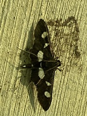 Desmia funeralis
