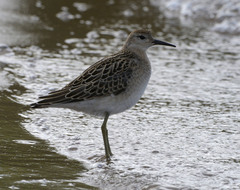 Calidris pugnax