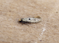 Tinea trinotella