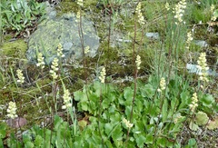 Heuchera cylindrica