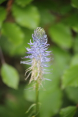 Phyteuma persicifolium