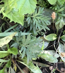 Potentilla tergemina