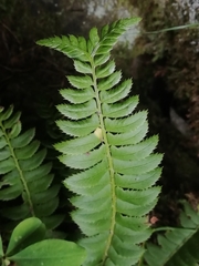 Polystichum lonchitis