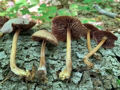 Mycena rutilantiformis